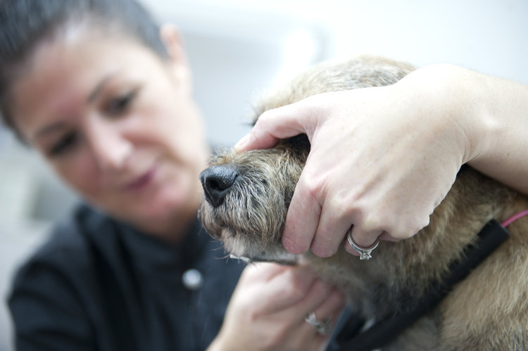 Snobby dog spa cheap